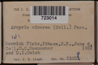 Arcyria cinerea image